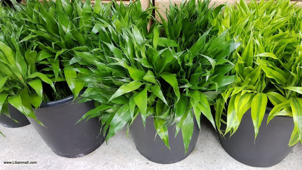 saddik flowers, Florists in Lebanon, flowers in Lebanon