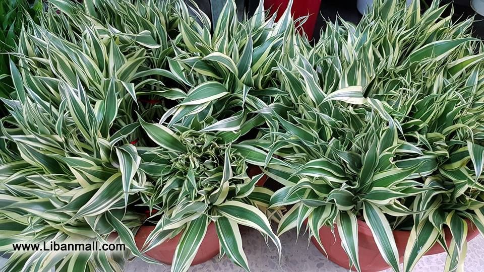 saddik flowers, Florists in Lebanon, wedding flowers