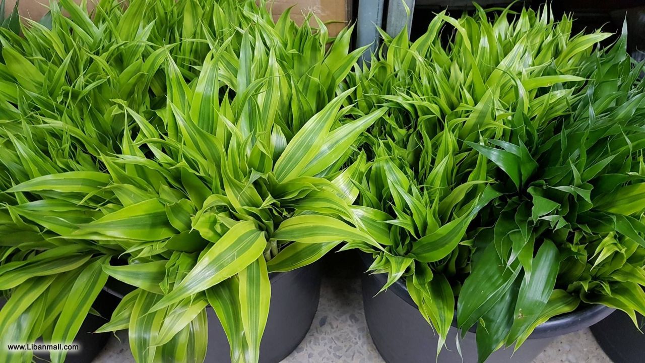 saddik flowers, Florists in lebanon, flower shop