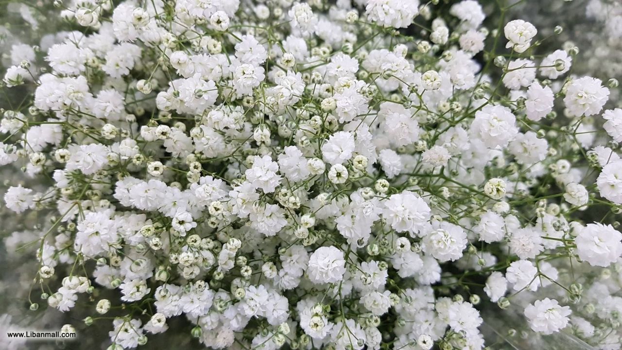 saddik flowers, Florists in lebanon, flower shop