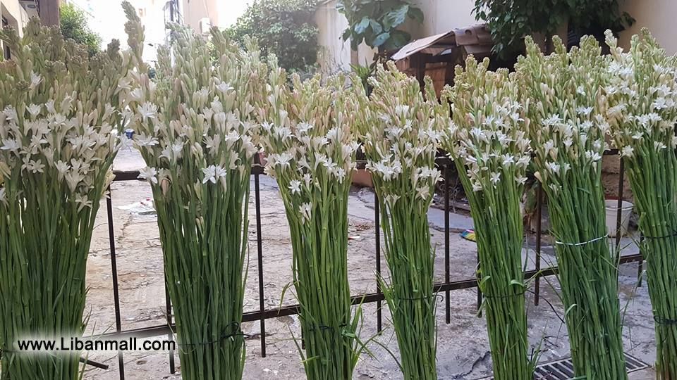 saddik flowers, Florists in Lebanon, flowers in Lebanon