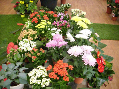 St Elie Flowers lebanon,Florists in lebanon, lebanon florists, flowers in lebanon, lebanon flowers, flower shops in lebanon, lebanon flower shops, send flowers in lebanon, wedding flowers in lebanon, lebanon wedding flowers, wedding bouquets in lebanon, bridal bouquets in lebanon, brdie bouquet in lebanon, roses in lebanon, tulips in lebanon, flower arrangements in lebanon, baby flower arrangement in lebanon, new born flower arrangements in lebanon, flower gifts in lebanon, birthday flower arrangement in lebanon, valantines roses in lebanon, valentines flower arrangements in lebanon, valentine gifts in lebanon, flower shop in lebanon,plants nursery in lebanon, landscaping in lebanon, Nursry plants, flowers, landscaping, wedding flowers, bouquets for all occasions, valentines roses, mothers day roses, newly born baby flowers, plants in pots, plants for the garden, money tree, bonsai tree
