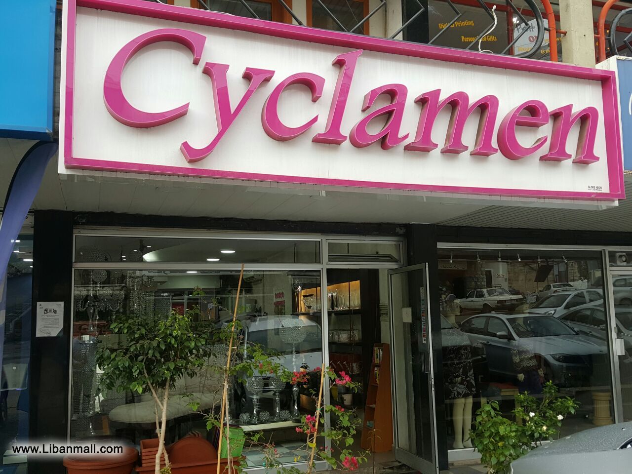 Cyclamen, florists, floral decorations, flower shop