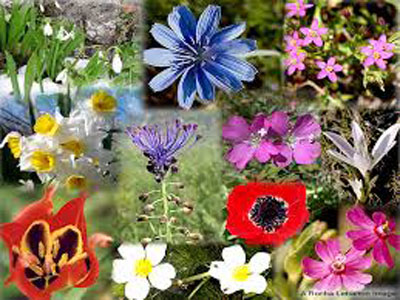 Flowers in Lebanon, Florists in lebanon, lebanon florists, flowers in lebanon, lebanon flowers, flower shops in lebanon, lebanon flower shops, send flowers in lebanon, wedding flowers in lebanon, lebanon wedding flowers, wedding bouquets in lebanon, bridal bouquets in lebanon, brdie bouquet in lebanon, roses in lebanon, tulips in lebanon, flower arrangements in lebanon, baby flower arrangement in lebanon, new born flower arrangements in lebanon, flower gifts in lebanon, birthday flower arrangement in lebanon, valantines roses in lebanon, valentines flower arrangements in lebanon, valentine gifts in lebanon, flower shop in lebanon