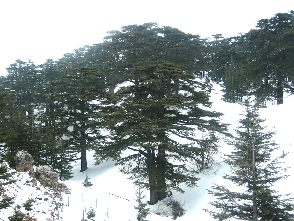 THE CEDARS, Bsharre, Gibran Khalil Gibran,Qadisha valley, Qadisha Grotto,Qornet es-Sawda,LEBANON’S HIGHEST PEAK,Hasroun, cedars ski resort, cedars winter resort, snow in lebanon, lebanon skiing venues
